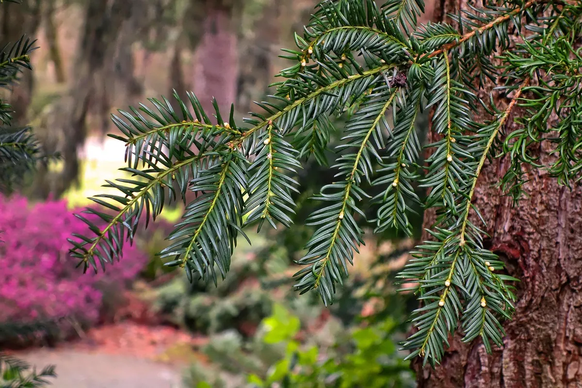 A Seasonal Guide to Pine Tree Care: What to Do Each Month
