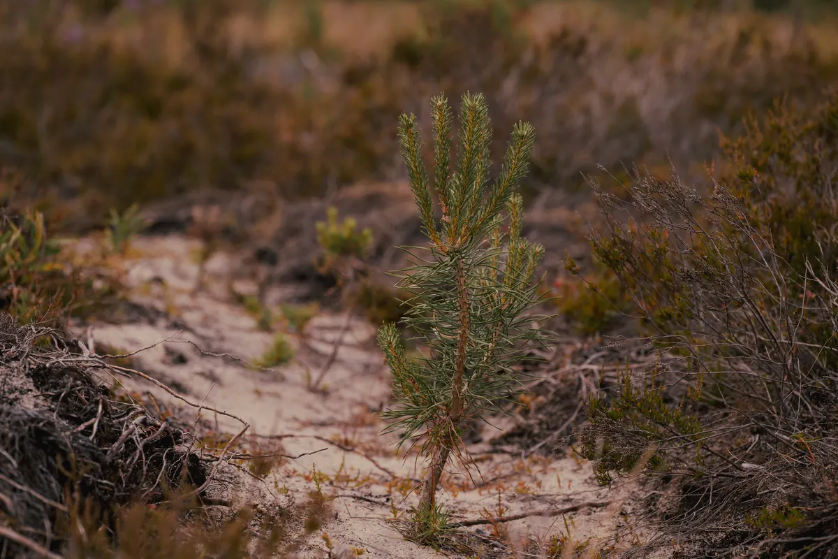 Common Mistakes When Choosing a Pine for a Small Garden