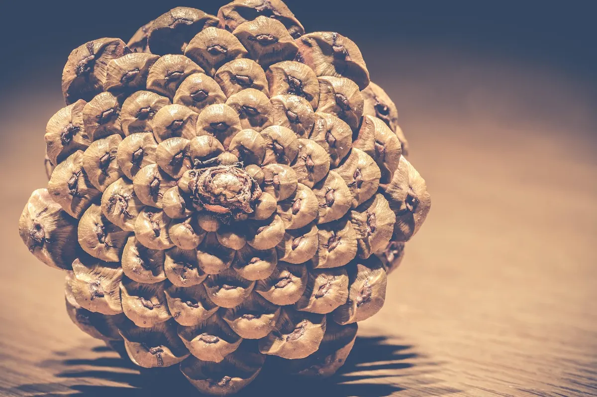 Pine Cones in Autumn: What They Signal and How to Use Them