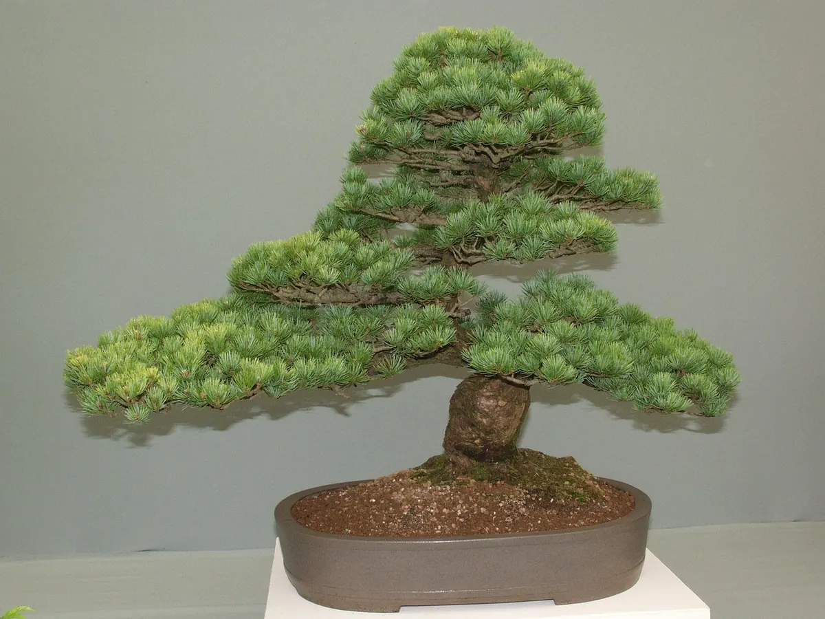 Pruning Pine Trees: When and How to Cut Without Causing Harm