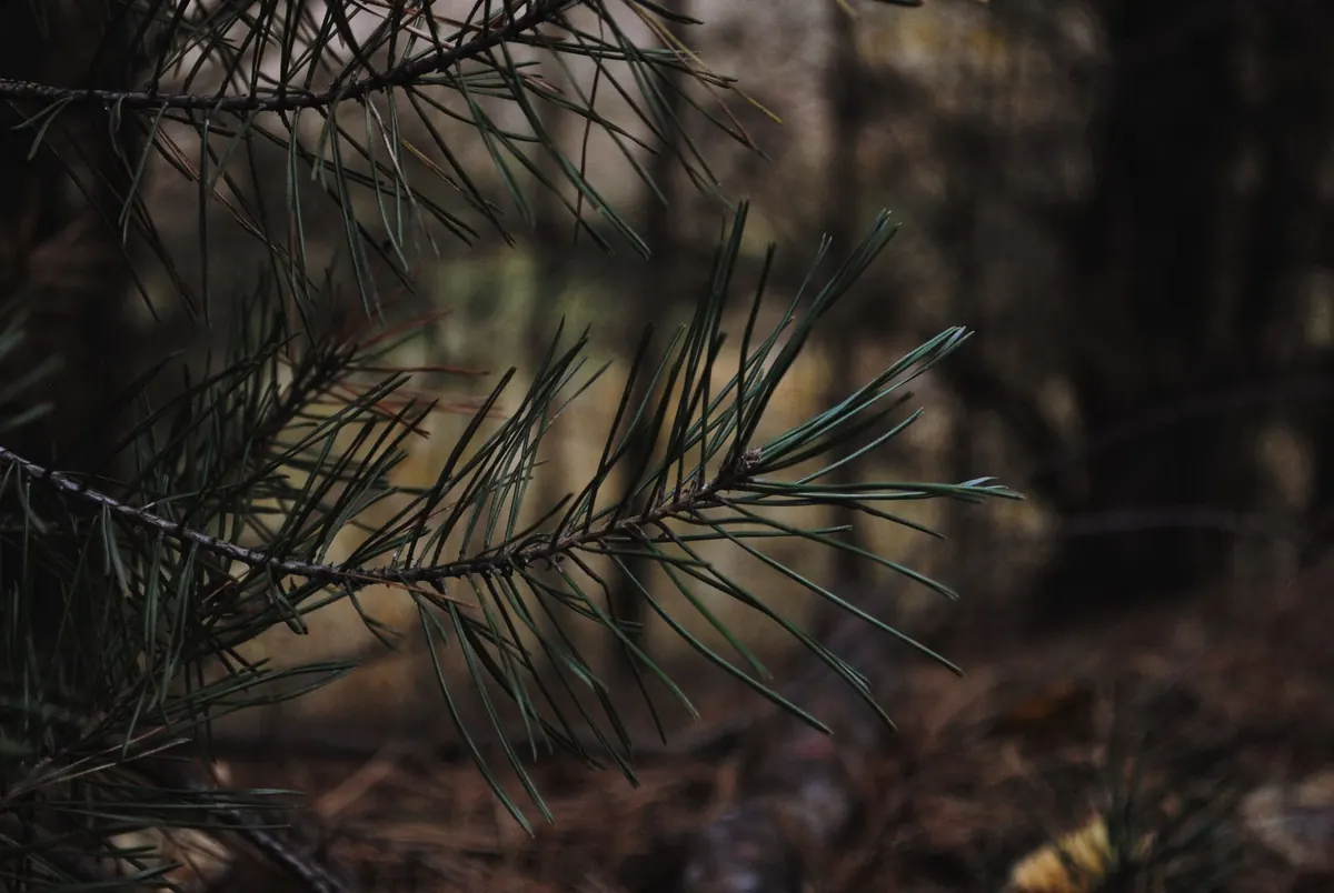 Red Band Needle Blight: Spotting and Managing This Pine Disease